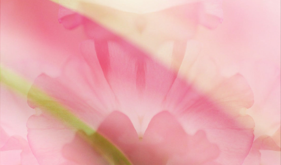 Introducing Our New Collection: FLOS MOTUS